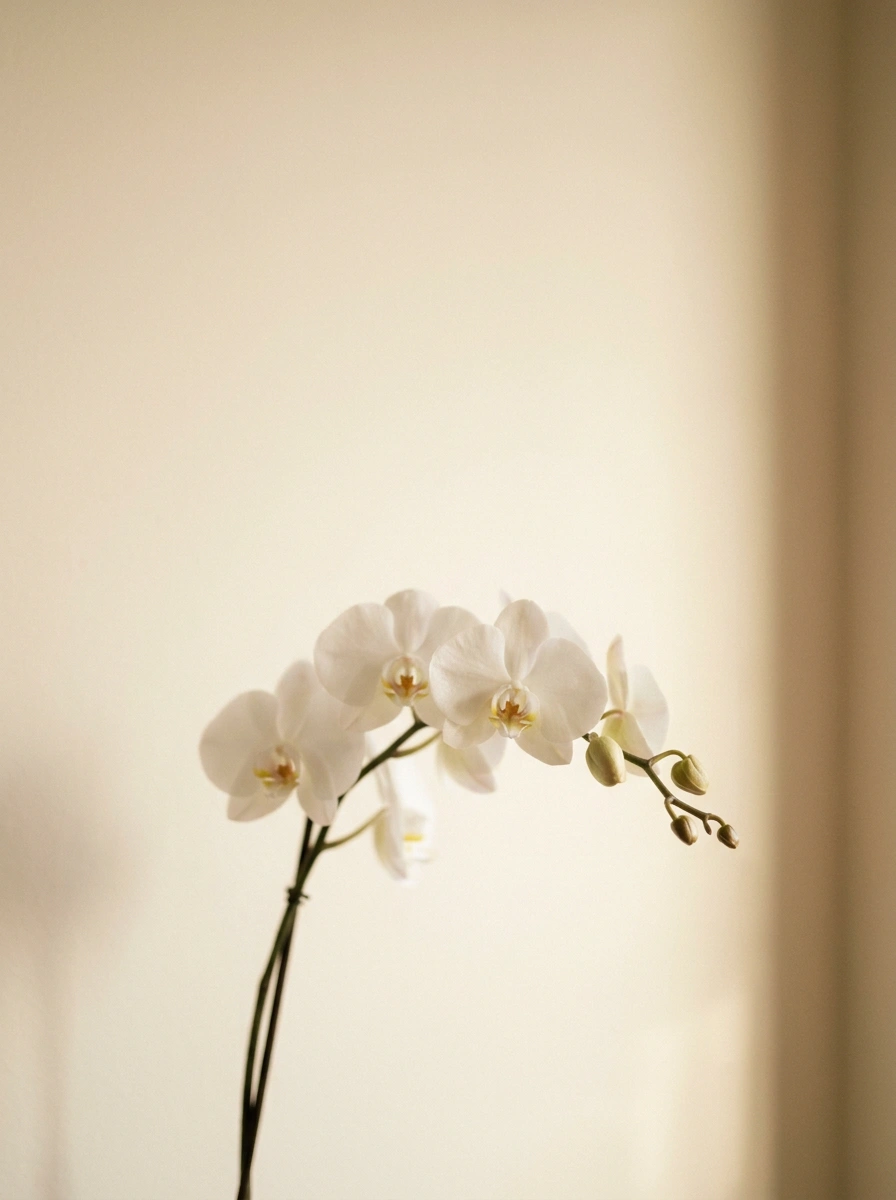 Biała orchidea na kremowym tle